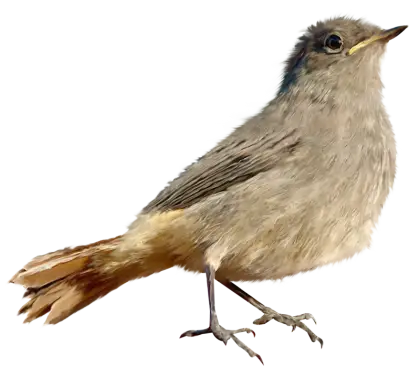 Small Bird Perched