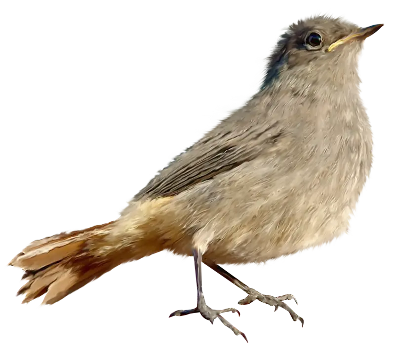 Small Bird Perched