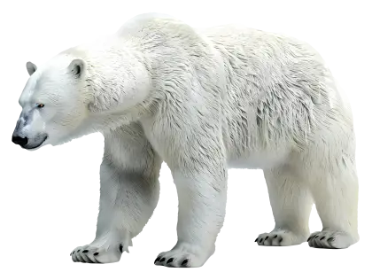 Polar Bear Illustration in Natural Habitat
