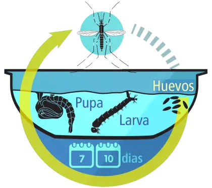 Mosquito Life Cycle Diagram