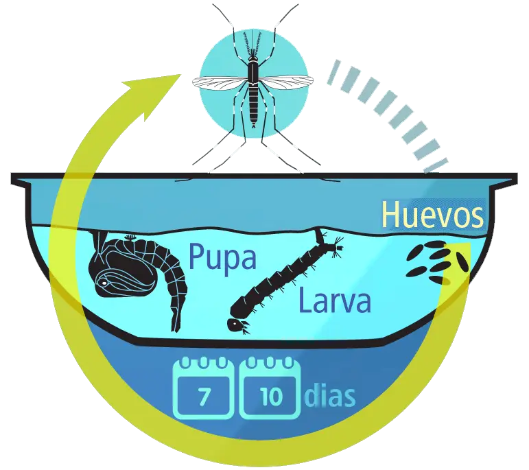 Mosquito Life Cycle Diagram