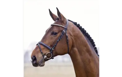 Brown Horse with Bridle