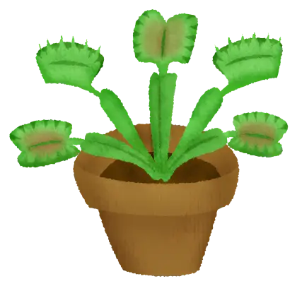 Potted Venus Flytrap