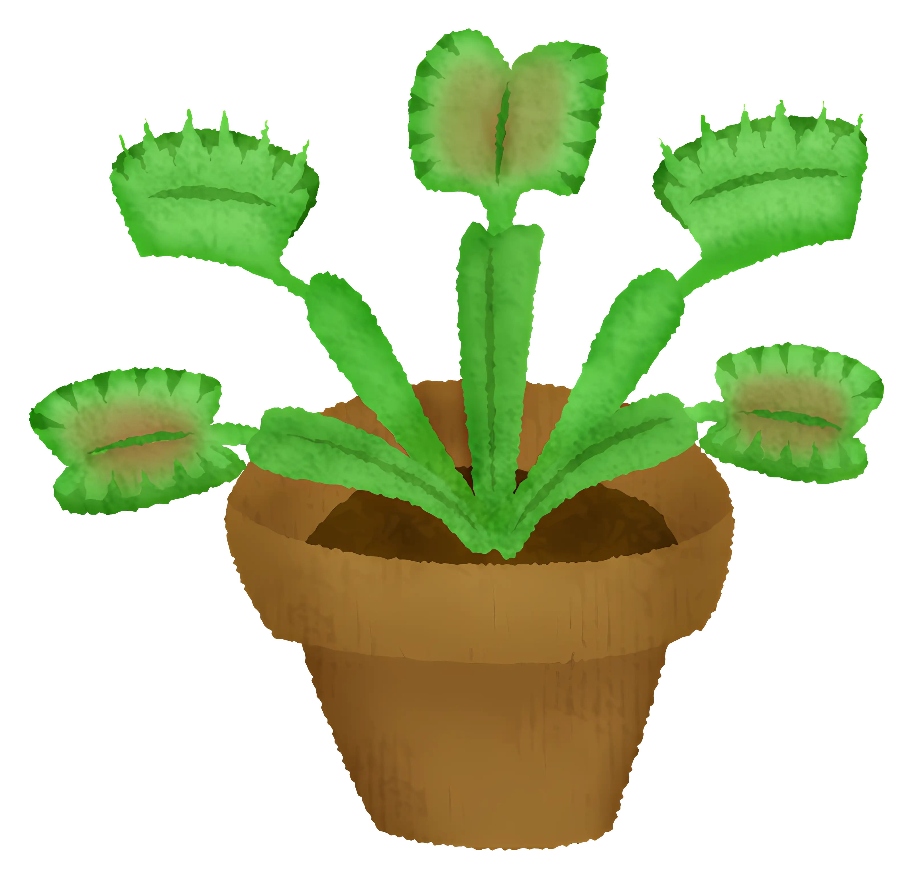 Potted Venus Flytrap