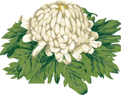 White Chrysanthemum with Green Leaves