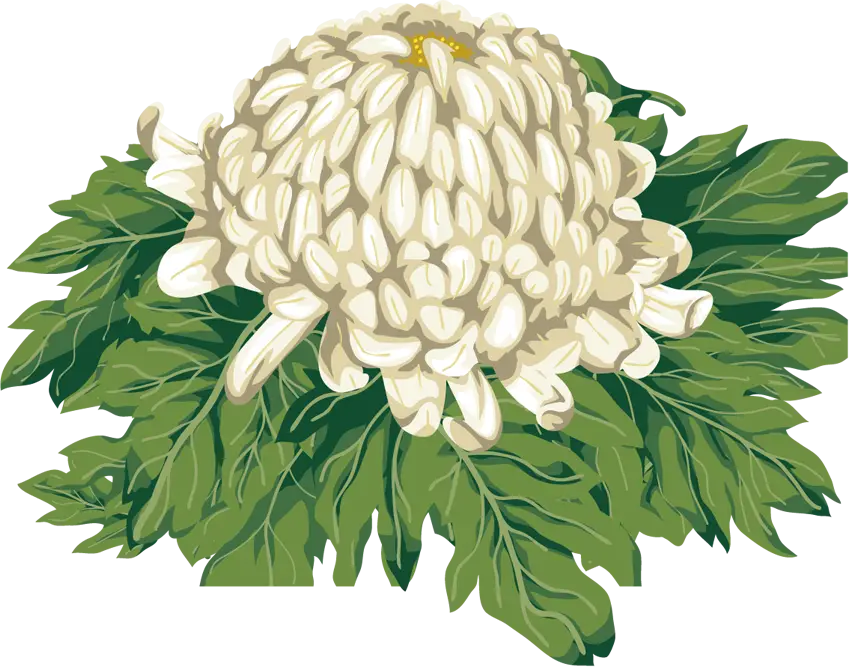 White Chrysanthemum with Green Leaves