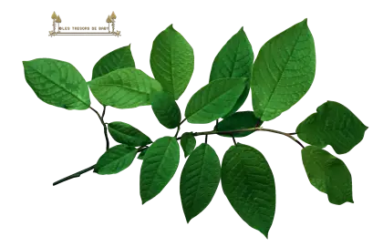 Fresh Green Leaves on a Branch