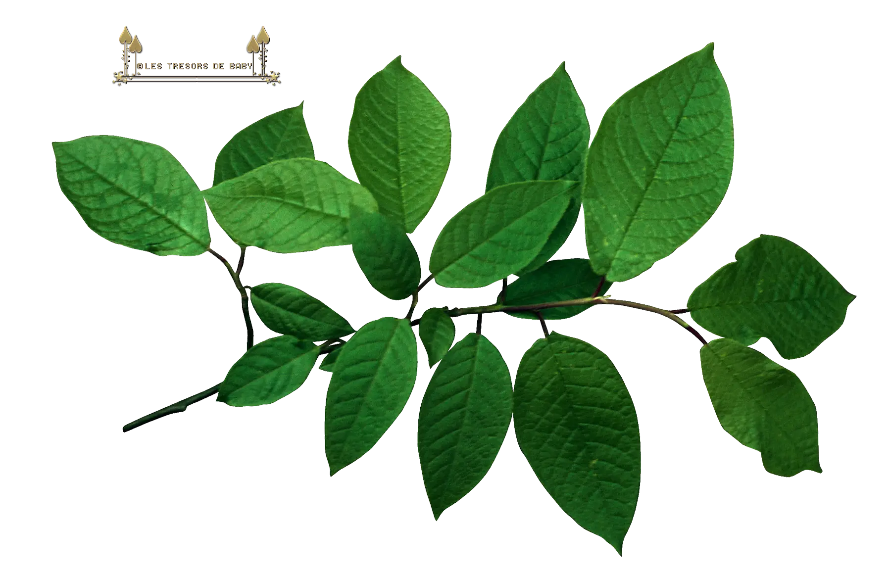 Fresh Green Leaves on a Branch