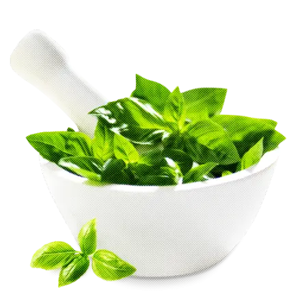 Fresh Basil Leaves in Mortar