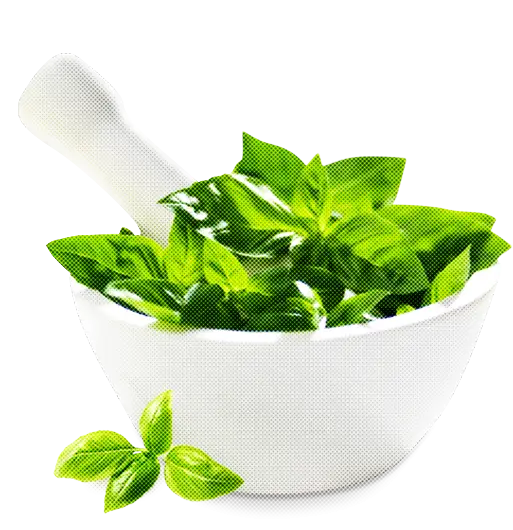 Fresh Basil Leaves in Mortar