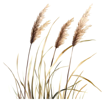 Wheat Stalks Illustration