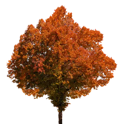 Beautiful Autumn Tree with Vibrant Foliage