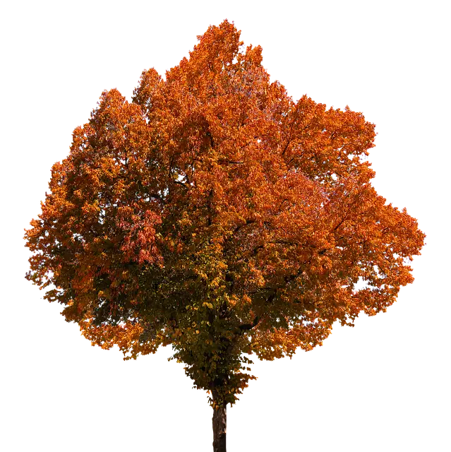 Beautiful Autumn Tree with Vibrant Foliage