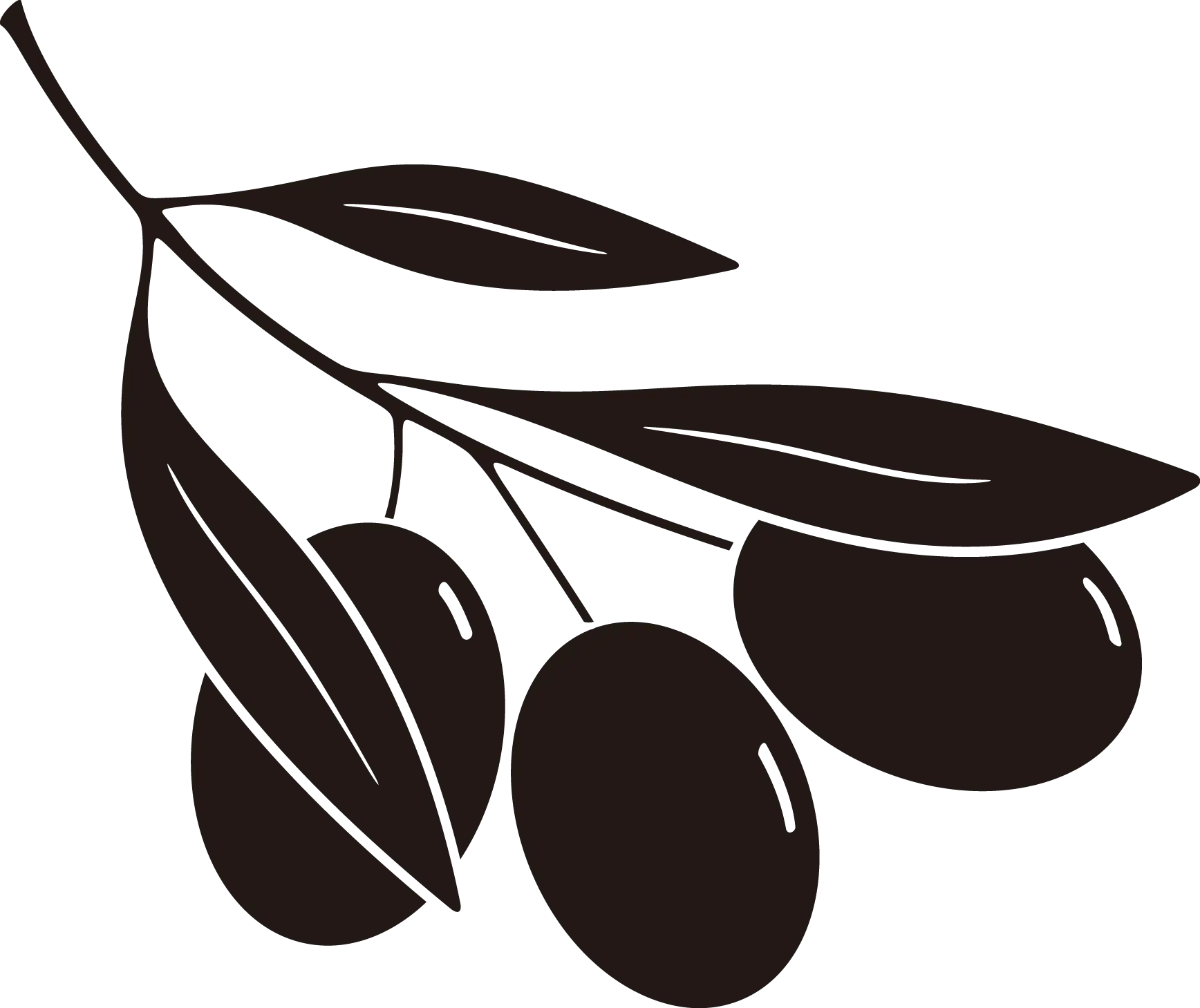 Olive Branch Illustration