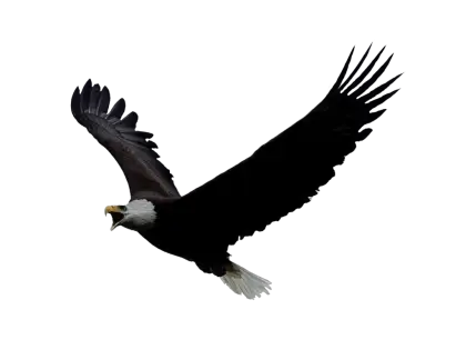 Soaring Bald Eagle in Flight