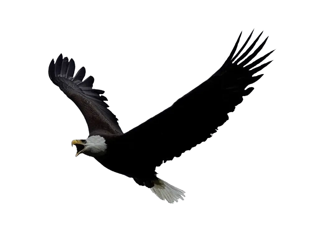 Soaring Bald Eagle in Flight