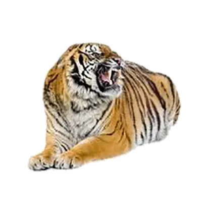 Roaring Tiger