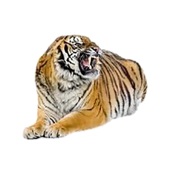 Roaring Tiger