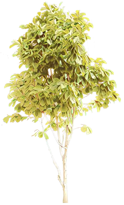 Tree Illustration with Vibrant Green Leaves