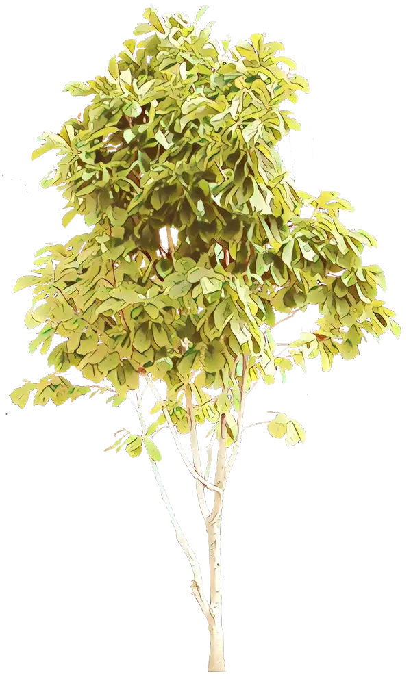 Tree Illustration with Vibrant Green Leaves