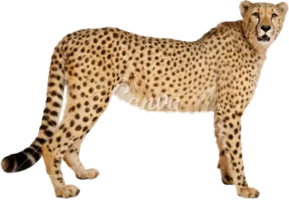 Cheetah Standing in Natural Pose