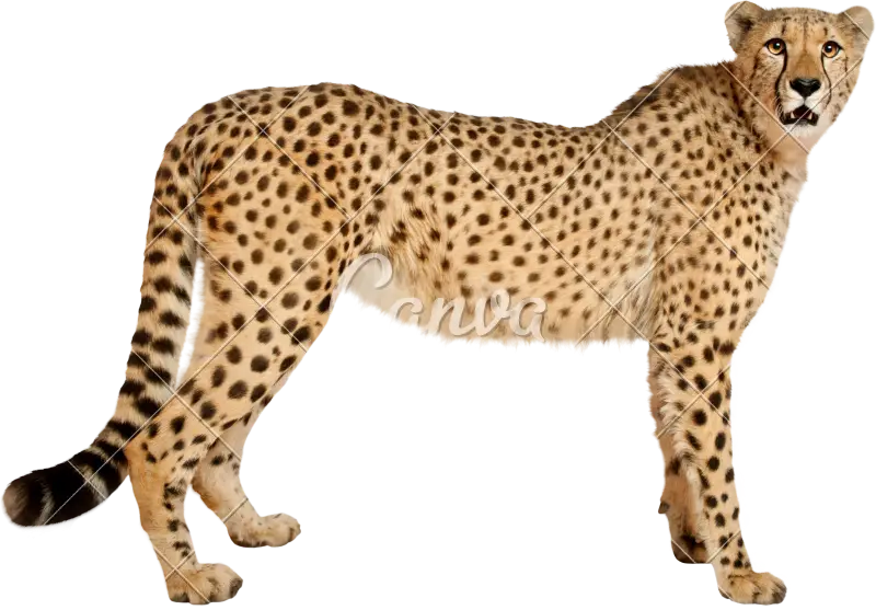 Cheetah Standing in Natural Pose
