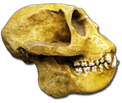 Fossilized Anthropoid Skull Representation
