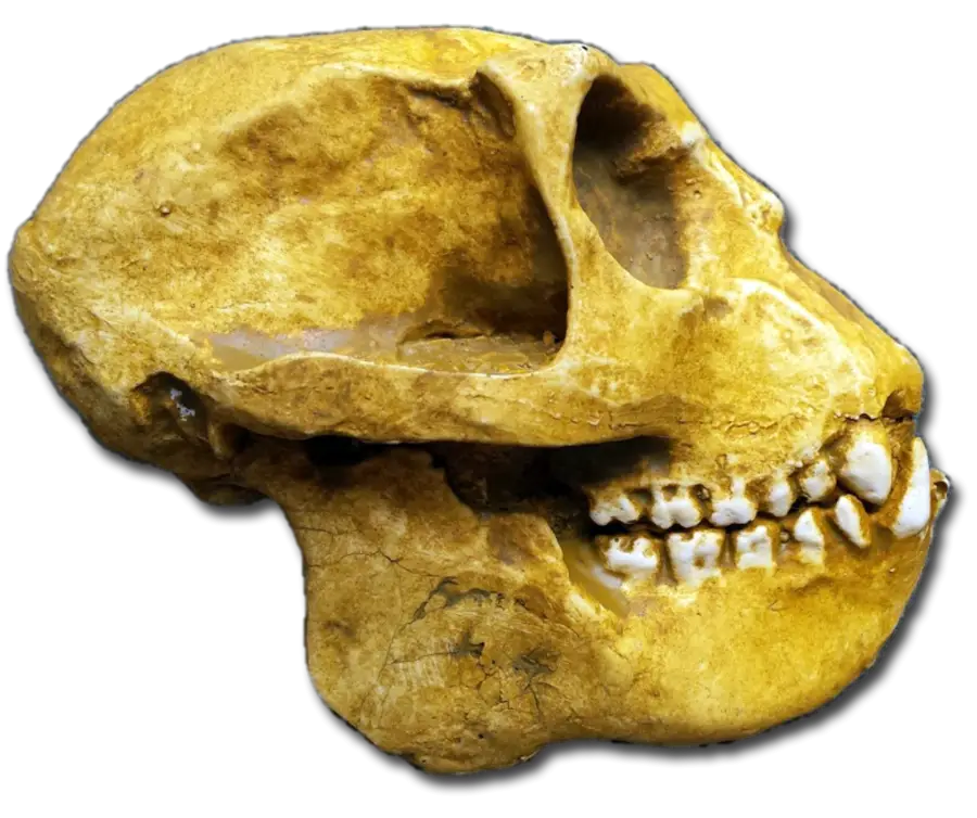 Fossilized Anthropoid Skull Representation