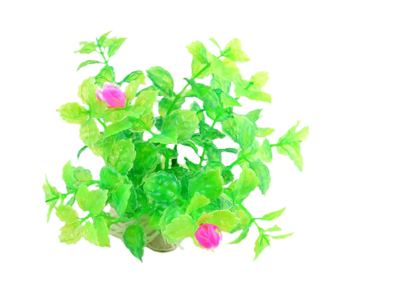 Green Plant with Pink Flowers