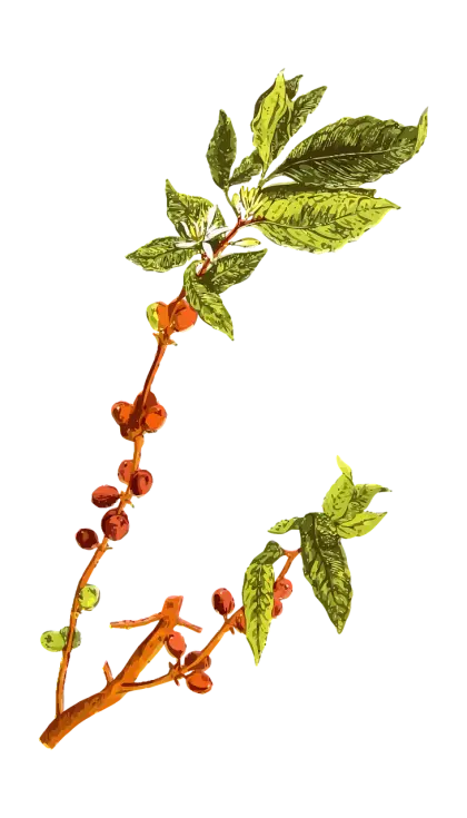 Coffee Plant Branch with Leaves and Berries