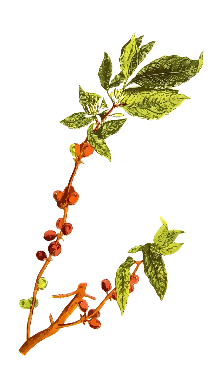 Coffee Plant Branch with Leaves and Berries