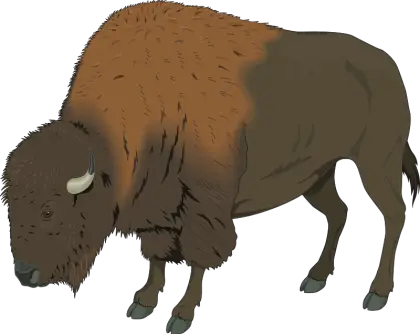 Bison in the Wild