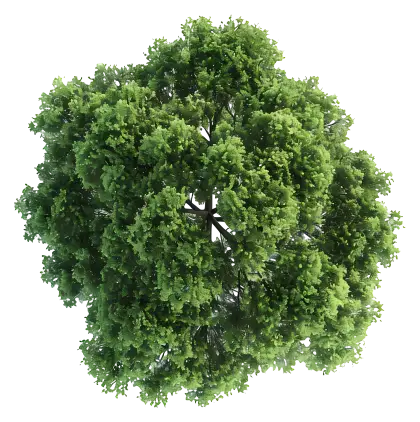 Realistic Green Tree Illustration
