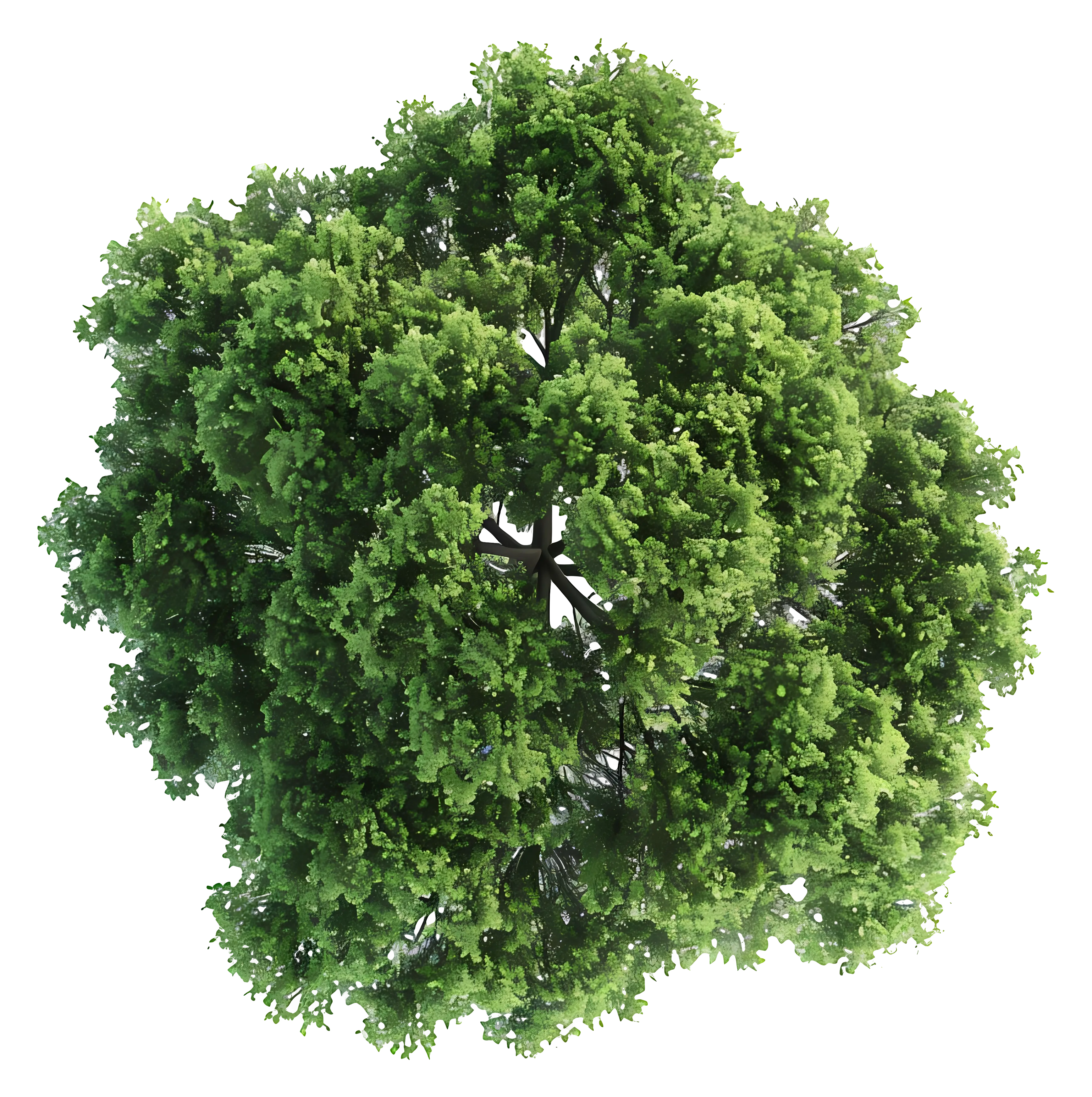 Realistic Green Tree Illustration