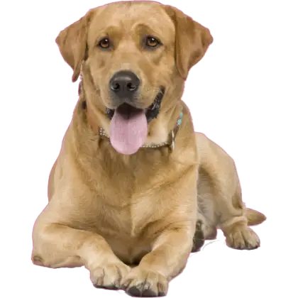 Golden Retriever Dog Sitting