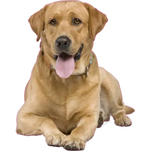 Golden Retriever Dog Sitting