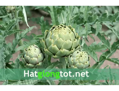 Green Artichoke Plant