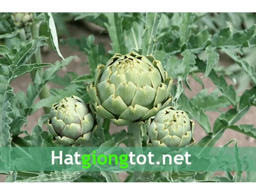 Green Artichoke Plant