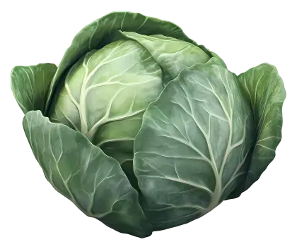 Fresh Green Cabbage