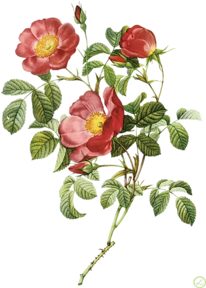 Red Roses with Leaves
