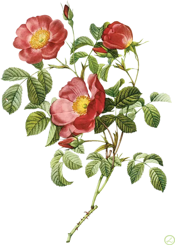 Red Roses with Leaves