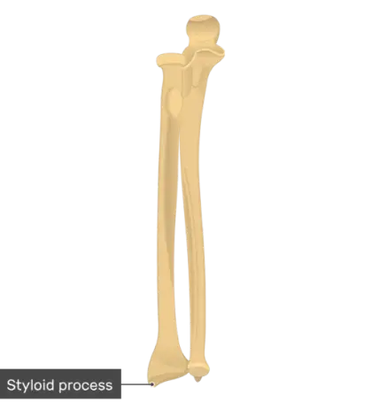 Styloid Process Anatomy Illustration