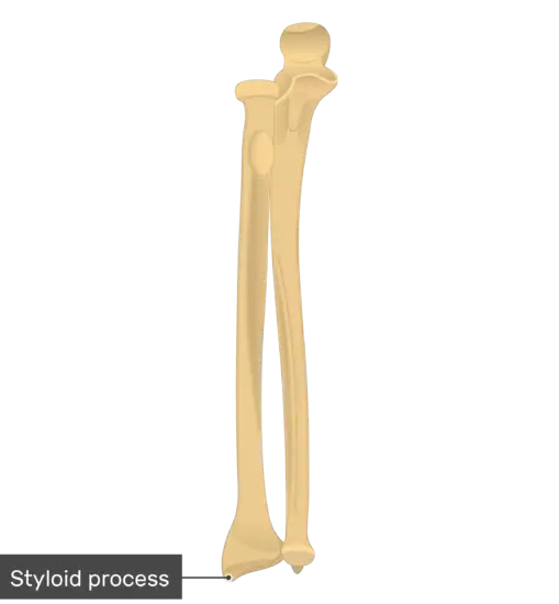 Styloid Process Anatomy Illustration