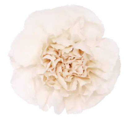 Elegant White Carnation Bloom