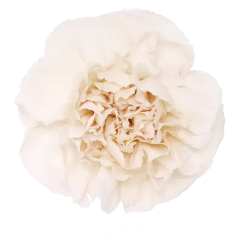 Elegant White Carnation Bloom