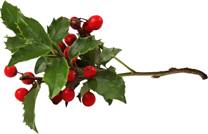 Holly Branch with Vibrant Red Berries