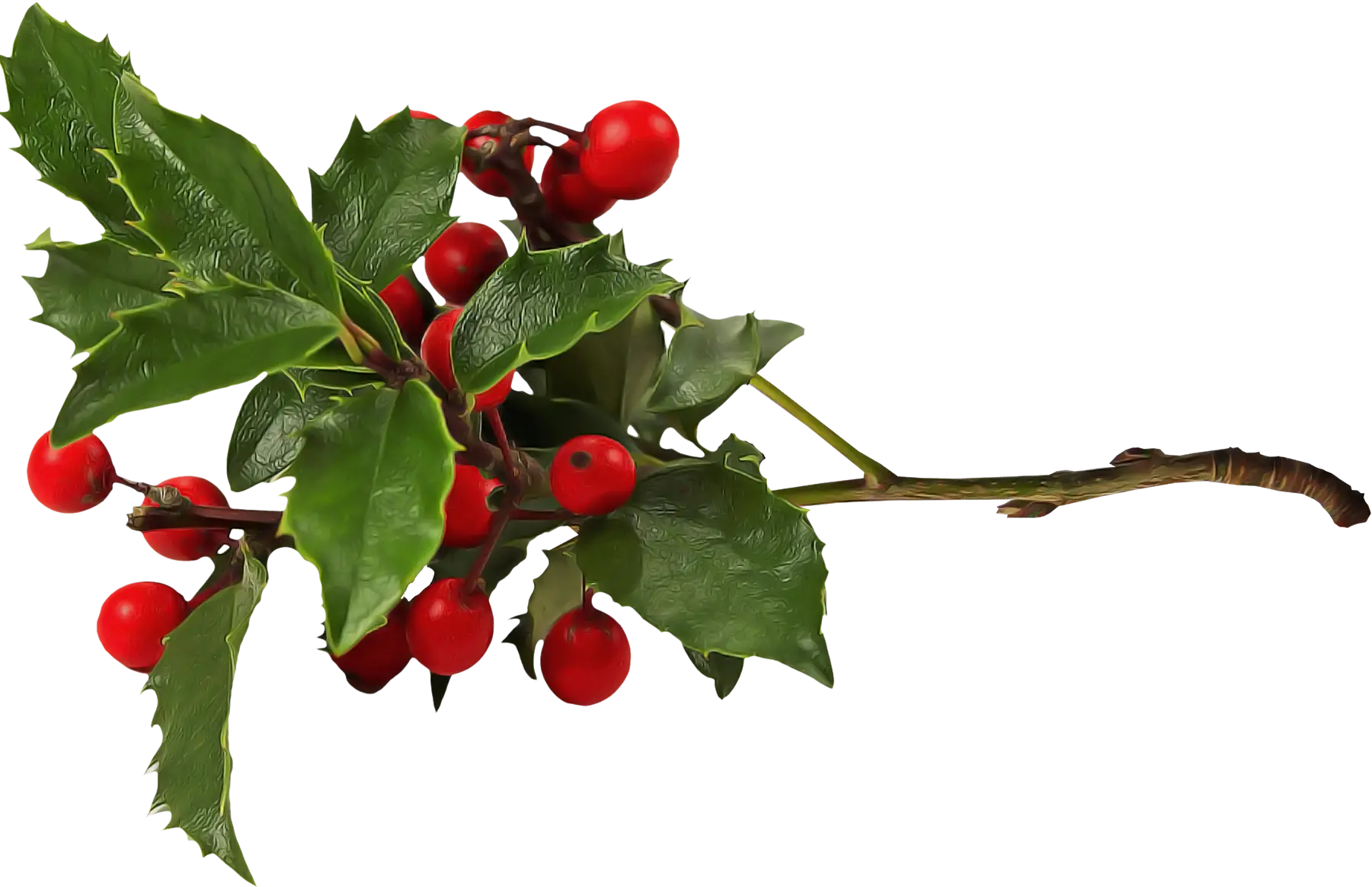 Holly Branch with Vibrant Red Berries