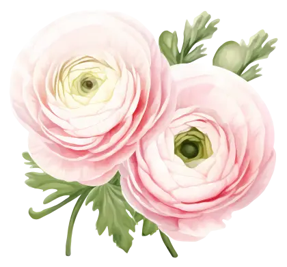 Pink Ranunculus Flower Illustration