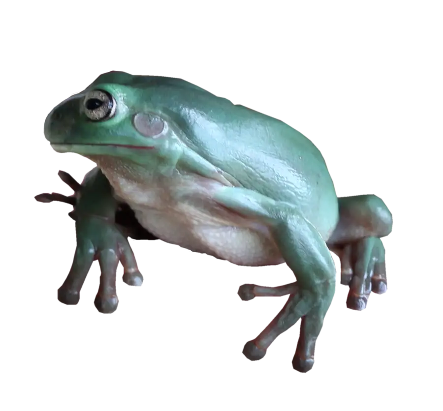 Green Frog in Natural Pose
