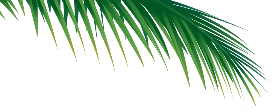 Single Palm Frond Close-Up Illustration